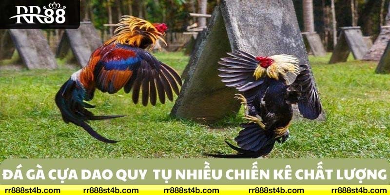 Những giá trị ưu điểm nổi bật khi tham gia đá gà tại nhà cái