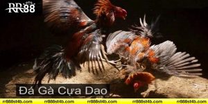 Đá gà cựa dao